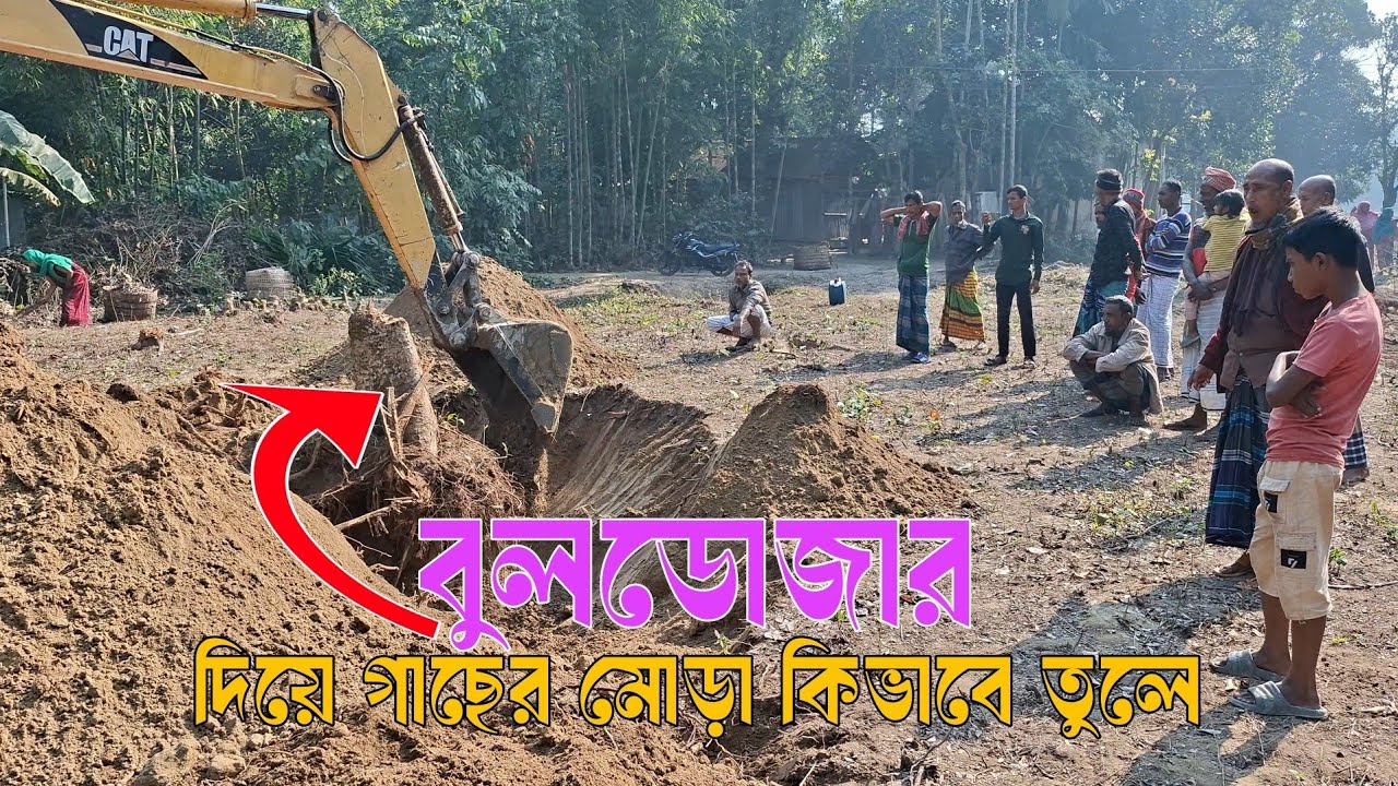 বুলডোজার দিয়ে গাছের মোড়া তোলার সহজ ও শক্তিশালী পদ্ধতি | Bulldozer Tree Root Removal