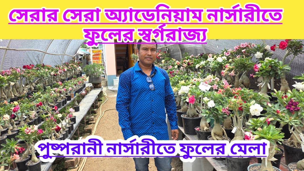 সেরার সেরা অ্যাডেনিয়াম নার্সারিতে ফুলের স্বর্গরাজ্য||Best Adenium Nursery Pushparani|Flowers Fair||