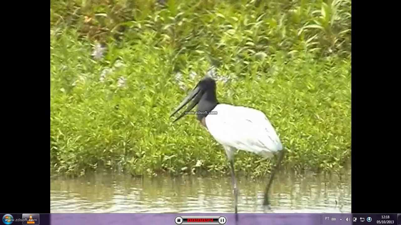 Maciel Corrreia Passo do tuiuiu