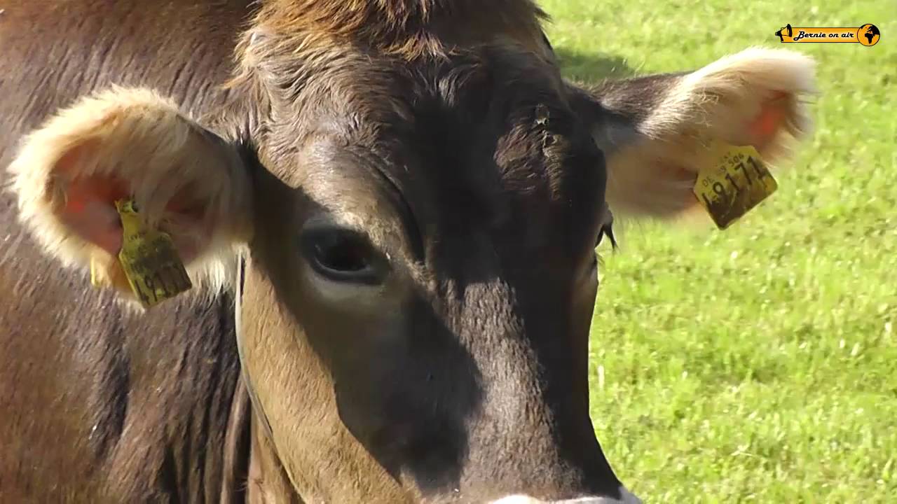 Haldenwang Viehscheid Almabtrieb von der Alpe Berg 2016
