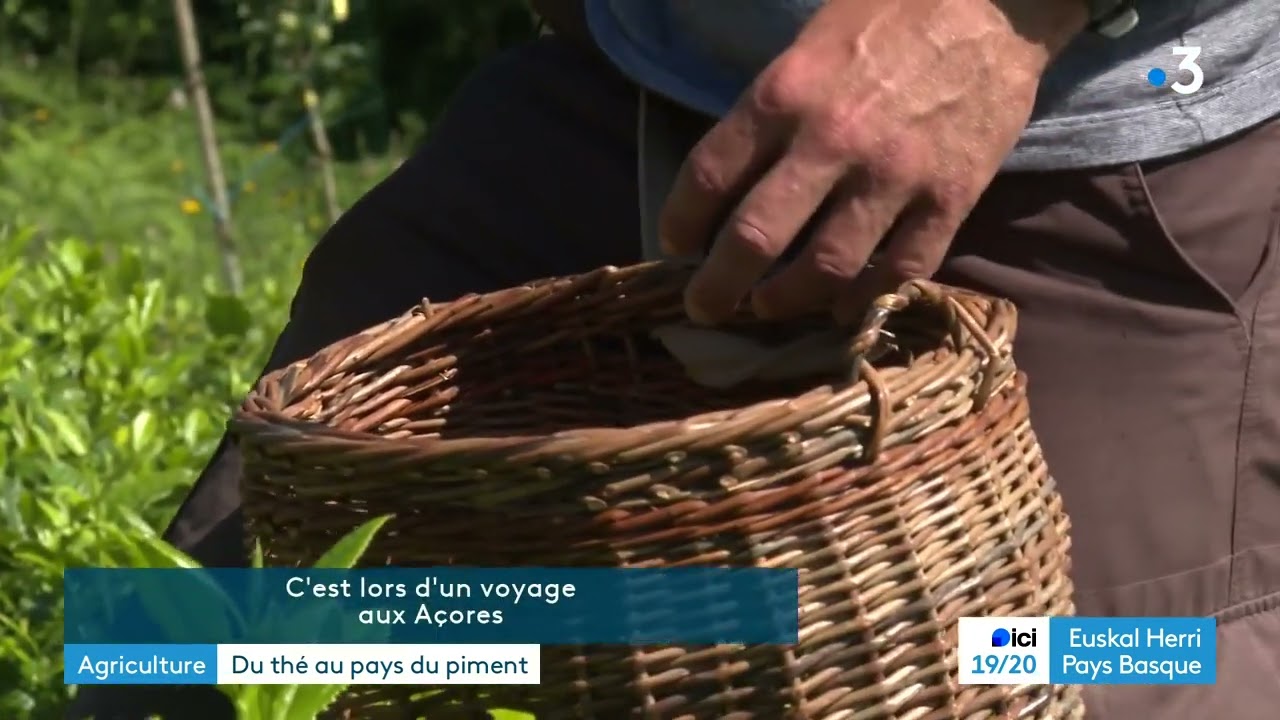 Des plantations de thé au Pays basque