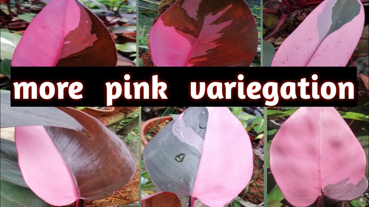 best potting mix for philodendron pink princess to have more variegation