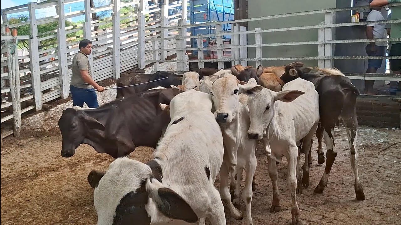 FEIRA DE GADO DE PASSA E FICA-RN 22.02.2026