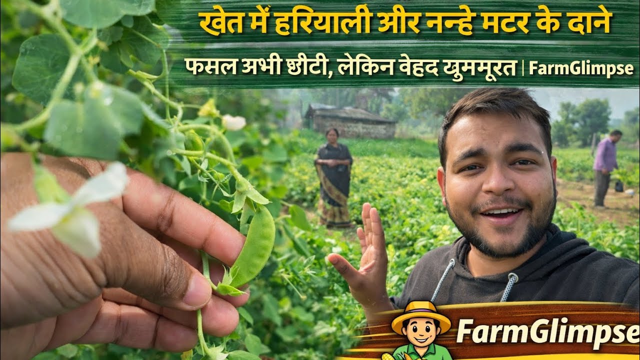 खेत में हरियाली और नन्हे मटर के दाने — फसल अभी छोटी, लेकिन बेहद खूबसूरत | FarmGlimpse 