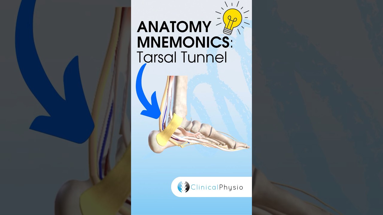 Anatomy Mnemonics: Tarsal Tunnel #anatomy #mnemonics