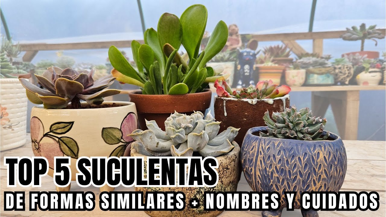 SUCULENTAS SIMILARES con nombres y cuidados