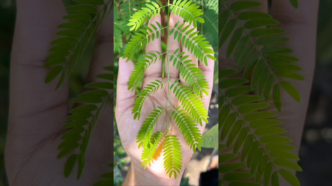 نبات يشعر بالخطر قبل لمسه🌿