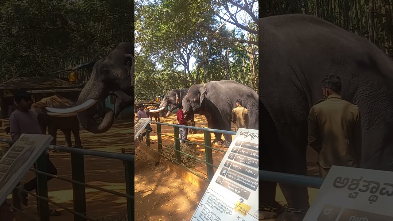Ambari elephant Sagar #viralvideos #elephant #shivamogga #travel #animals #song #news