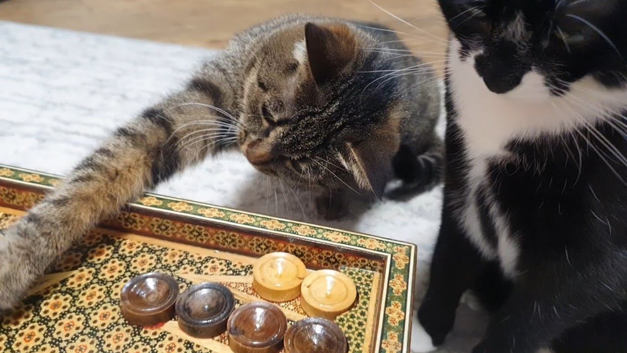 Котячий фан клуб при грі в нарди🐈🐈‍⬛
