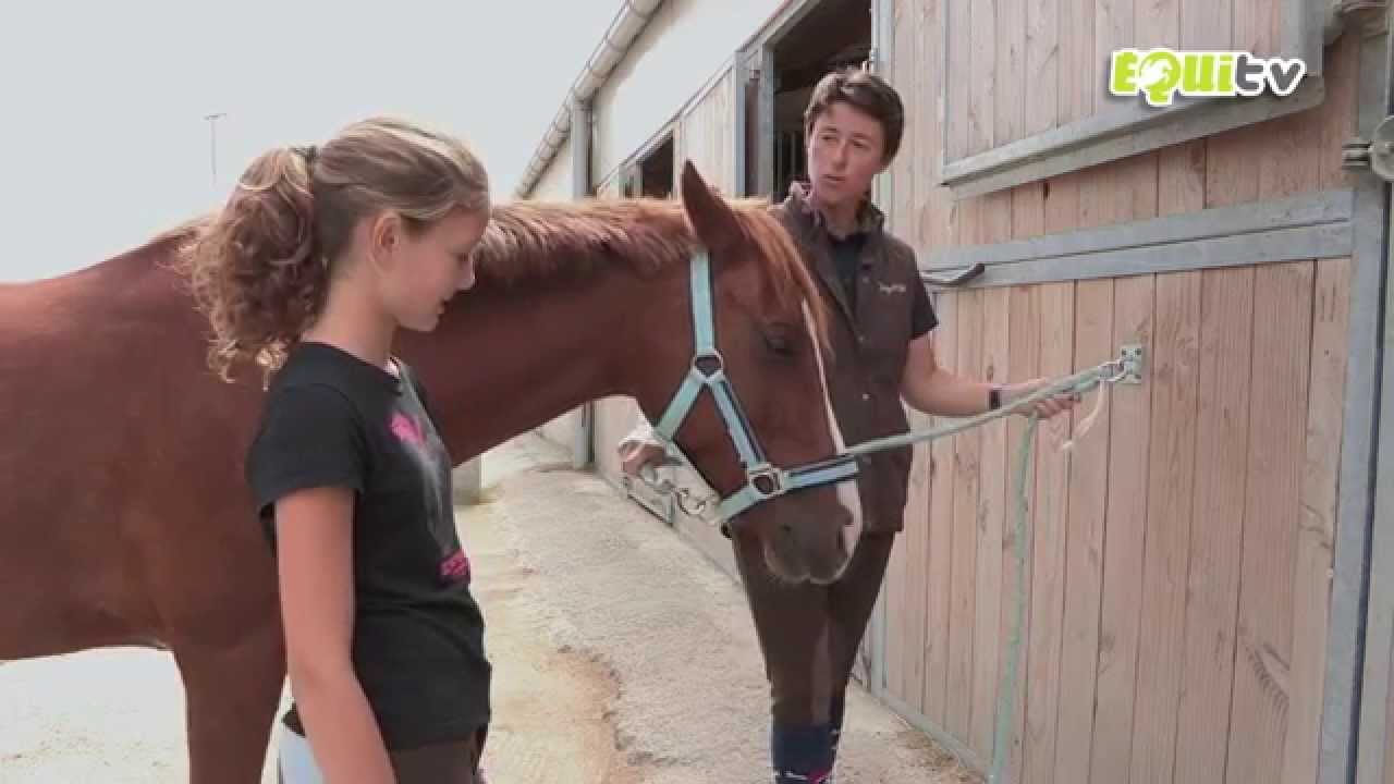 Bien attacher son cheval ou son poney en toute sécurité