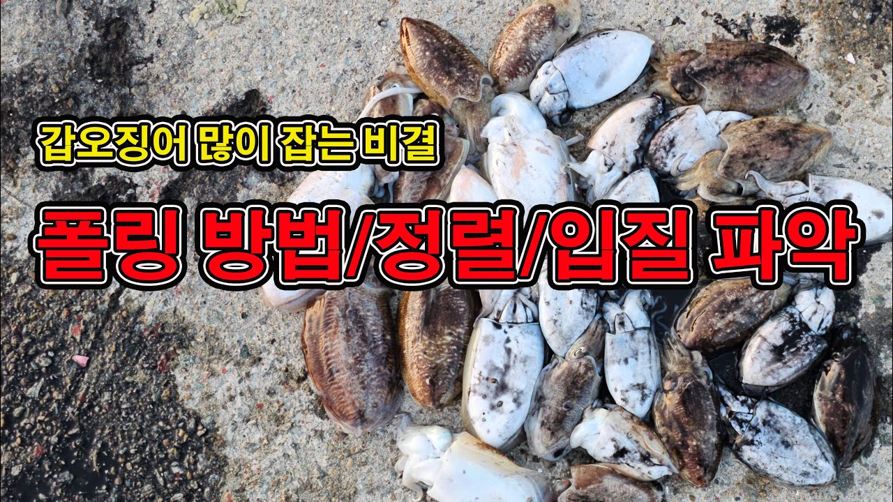 [강좌] 폴링 방법/라인 정렬/입질 파악