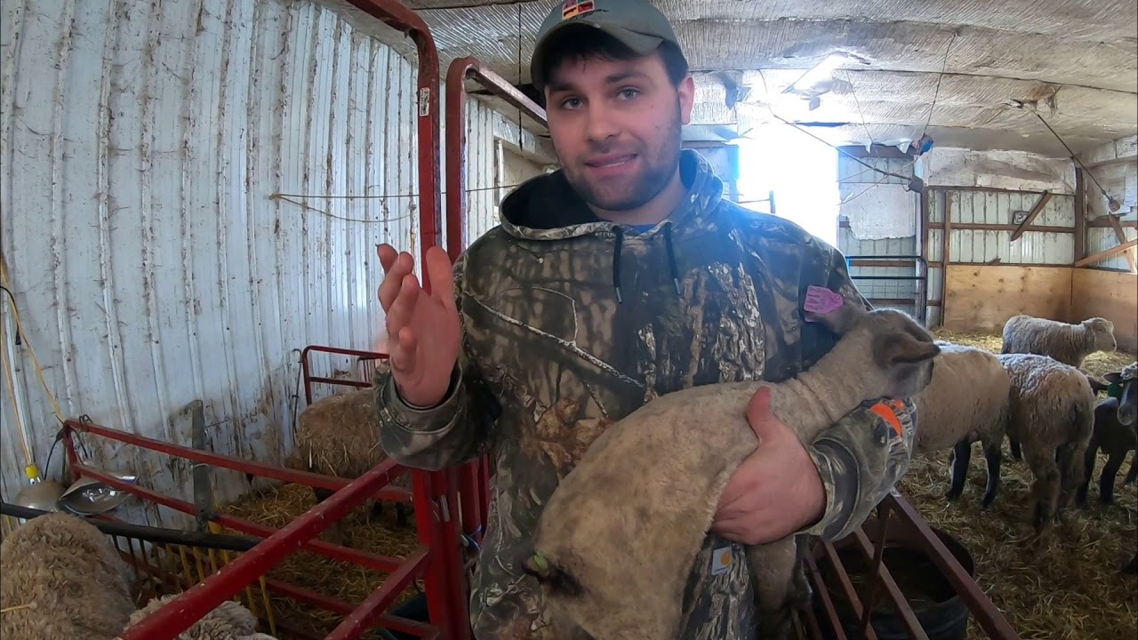 HOW TO Dock Castrate and Tag lambs