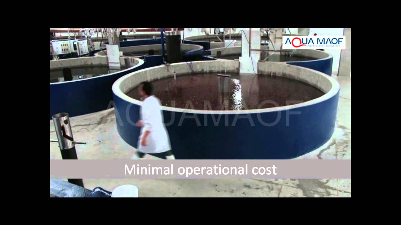 RAS Recycling Aquaculture System - AquaProcess