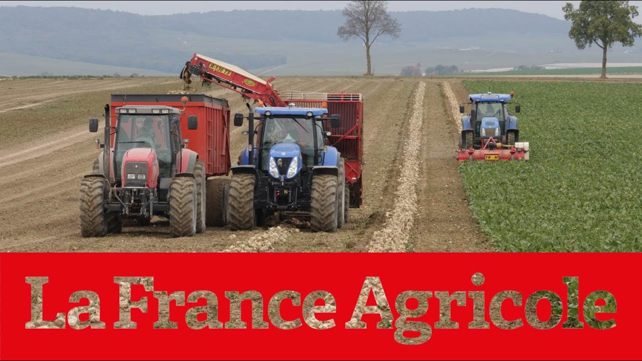 Arrachage des betteraves en chantier décomposé