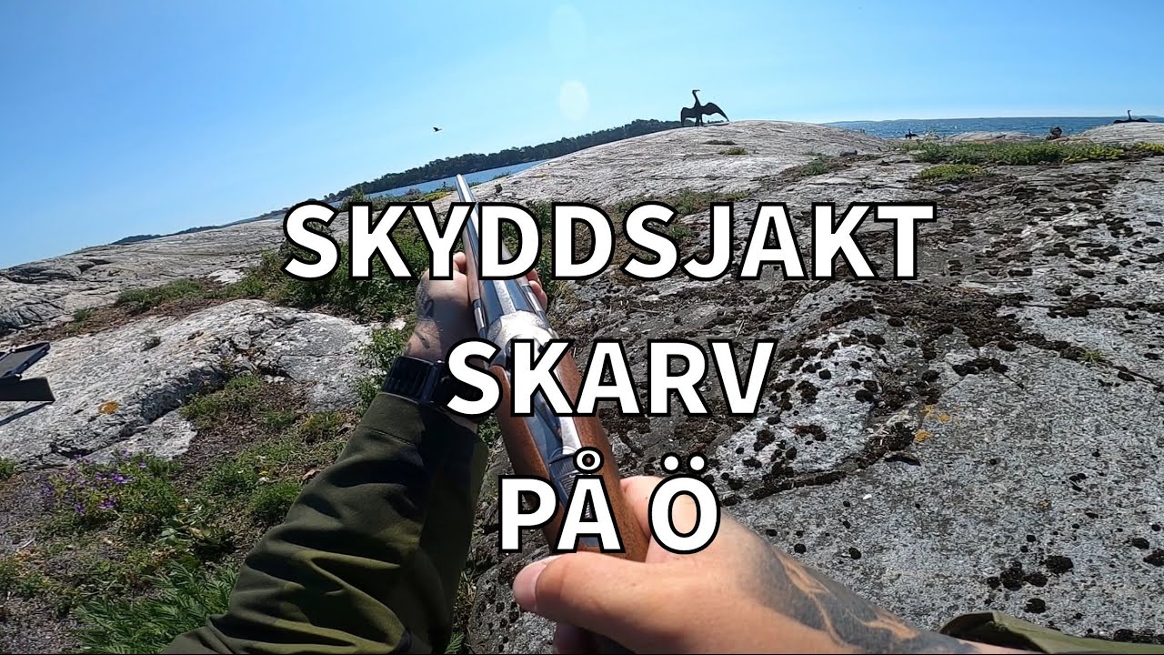 Skyddsjakt skarv p&aring; en &Ouml; 2020-06-24