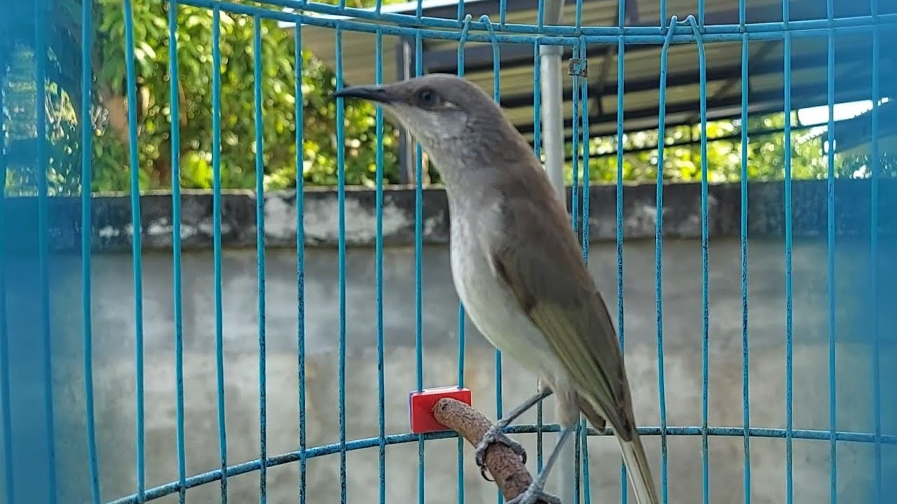 Pancingan Burung Kecial Kombok Macet Bunyi / Cucak Kombo Mabung Bikin Gacor full Tembakan 69