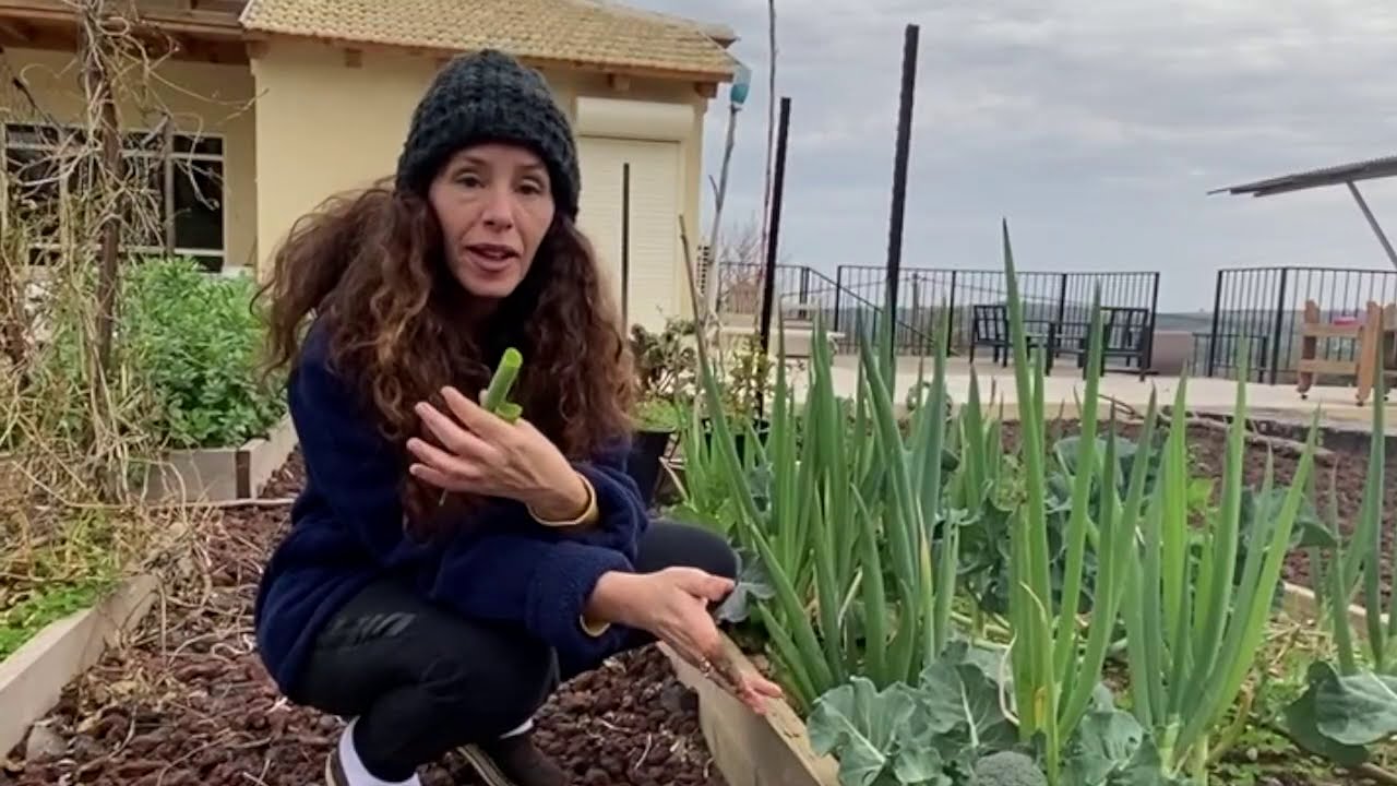 גידול בצל ירוק