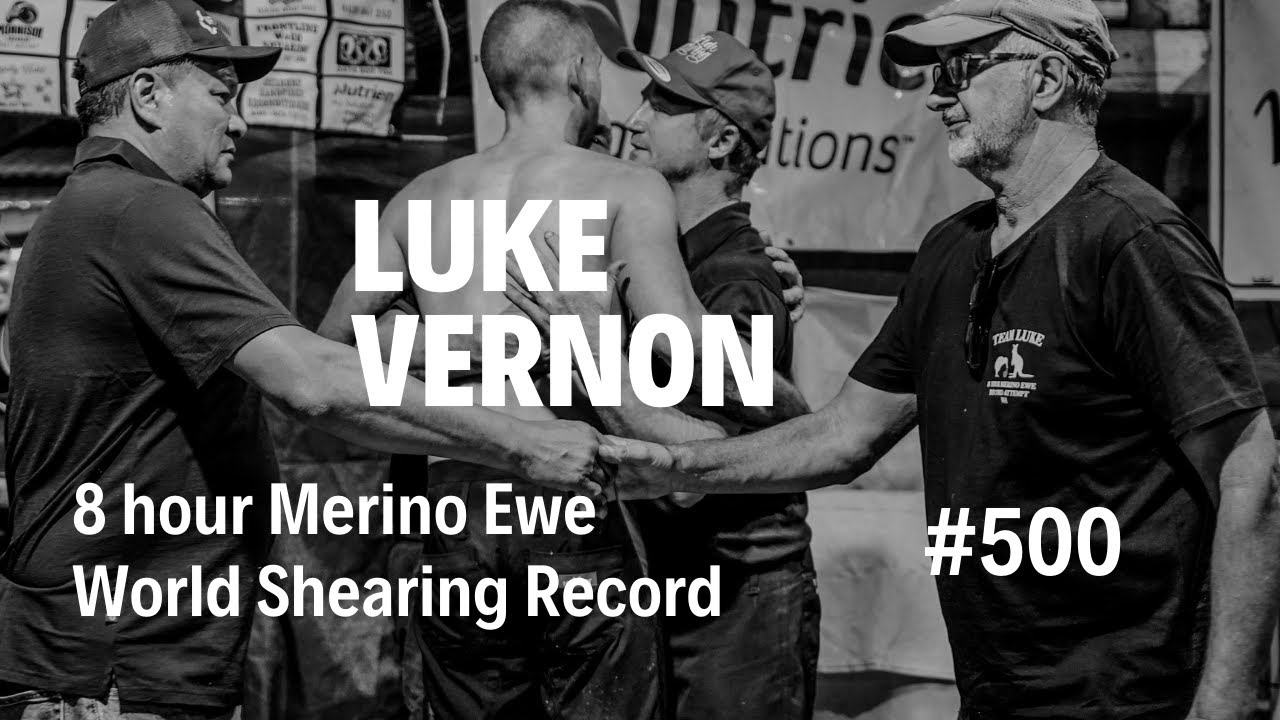 8hr Merino Ewe World Shearing Record - Luke Vernon #500