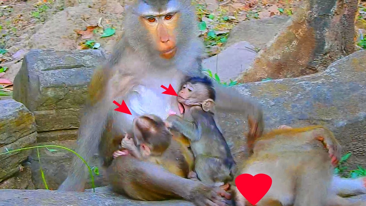 Oh God! Newborn Levy is so jealous longtail baby request milk, Longtail baby request milk from Libby