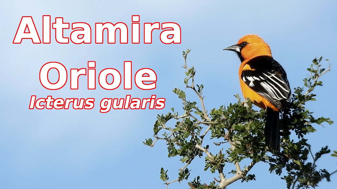 Altamira Oriole Portraits