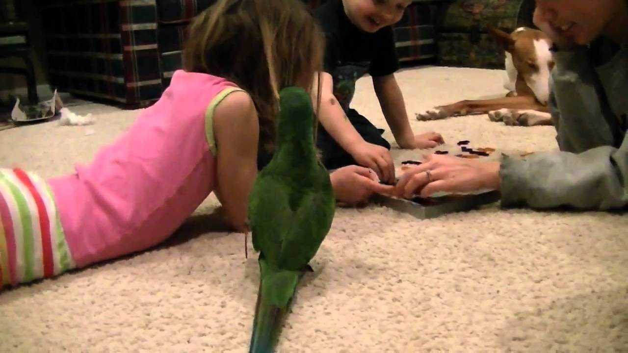 Lynk severe macaw