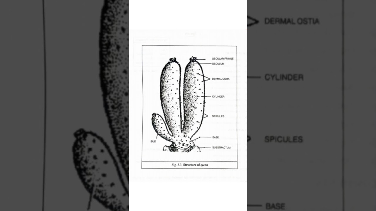 Zoology Practical in Odia,Sycon,CHSE,Science,Zoology,Odia #Shorts #Odia #Zoology #Science
