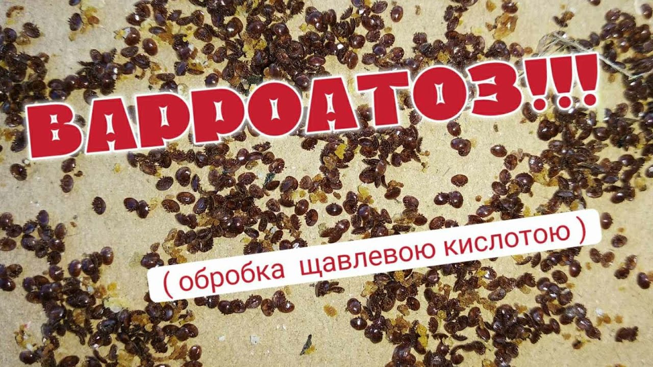 Кліща тьма .... Супер результат після обробки кислотою....