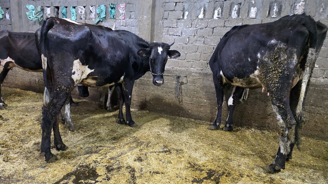 وداعا للغلاء مفاجأة رمضان  عجلات 🐄 لحم بنص الثمن وعشر  سلالات هولشتاين بسعر من 36 الف