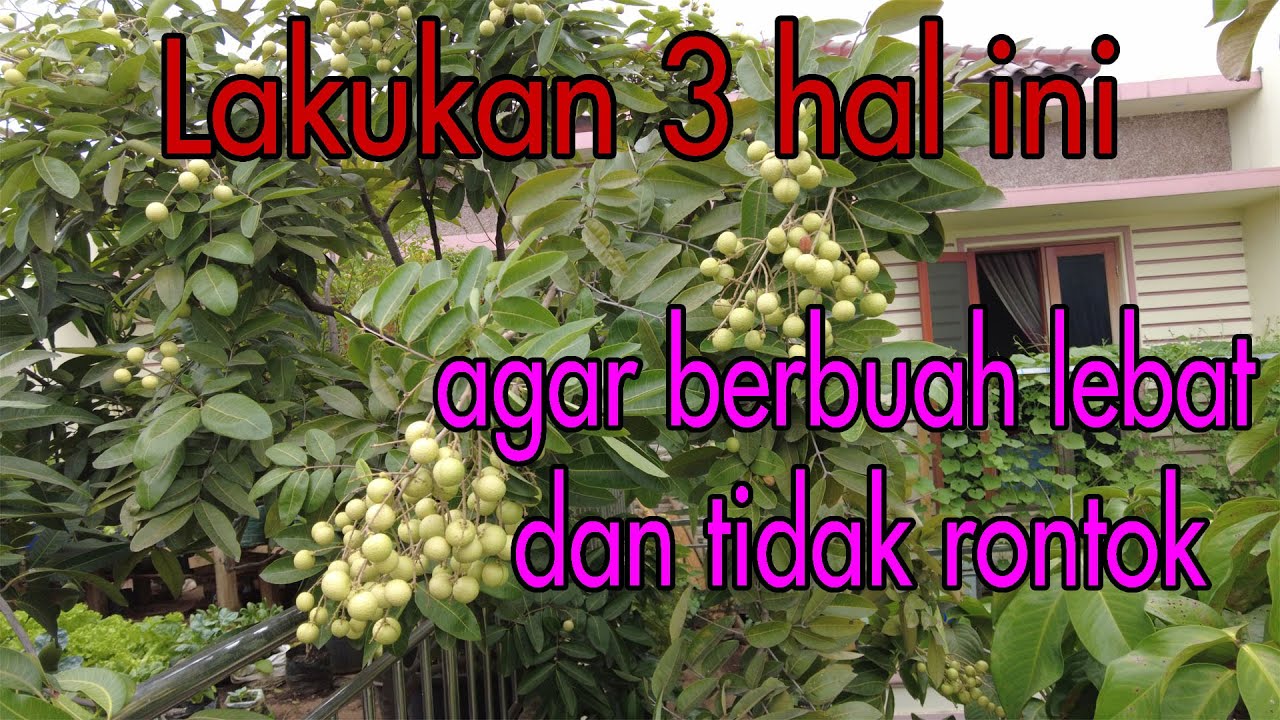 CARA MUDAH  TABULAMPOT KELENGKENG CEPAT BERBUAH DAN TIDAK RONTOK