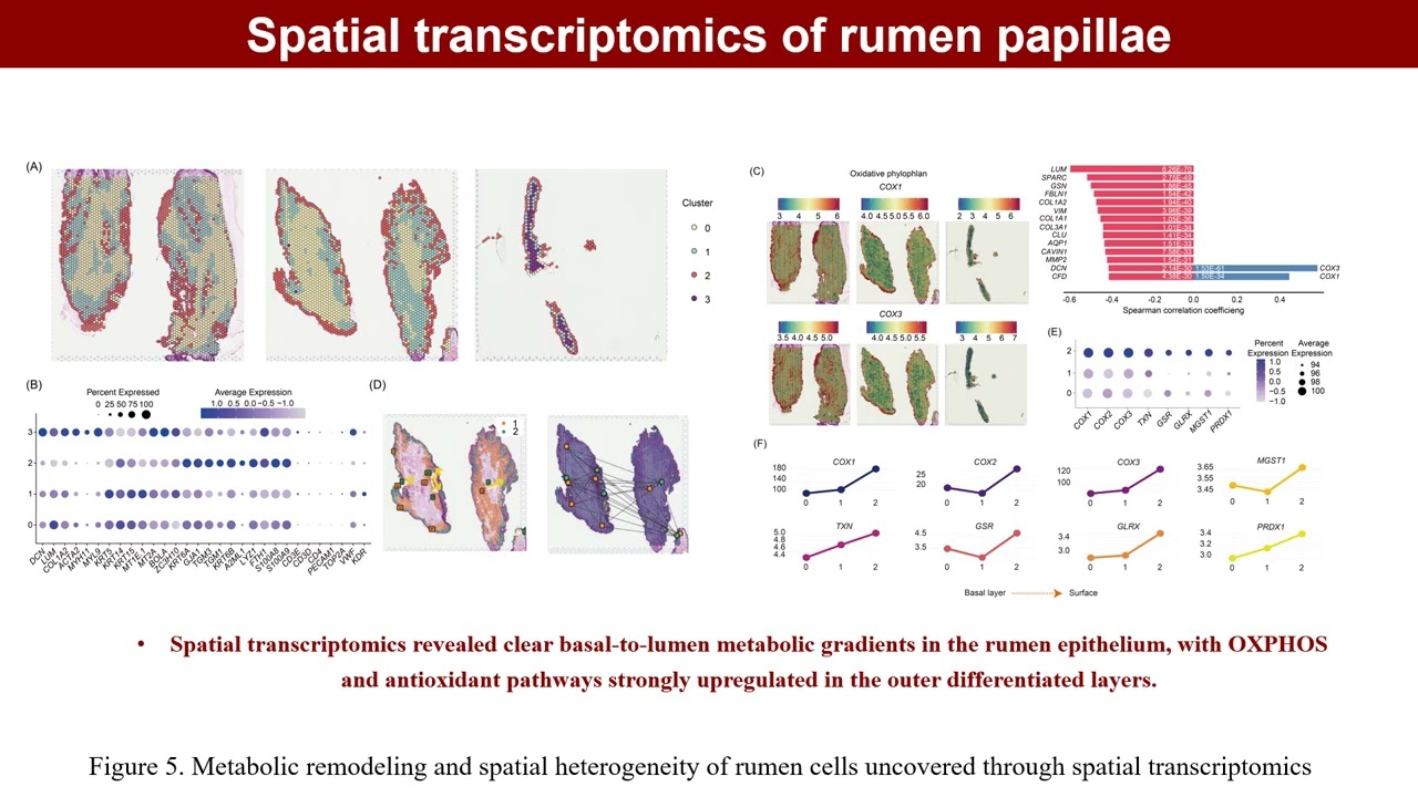 iMeta | Antioxidants promote metabolic remodeling in rumen epithelium through single-cell resolution
