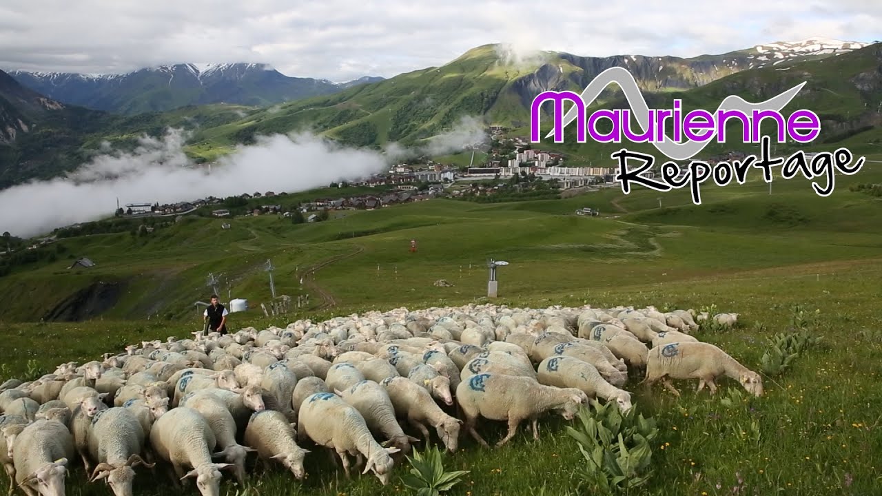 Maurienne Reportage #198 - Montée des troupeaux en alpage