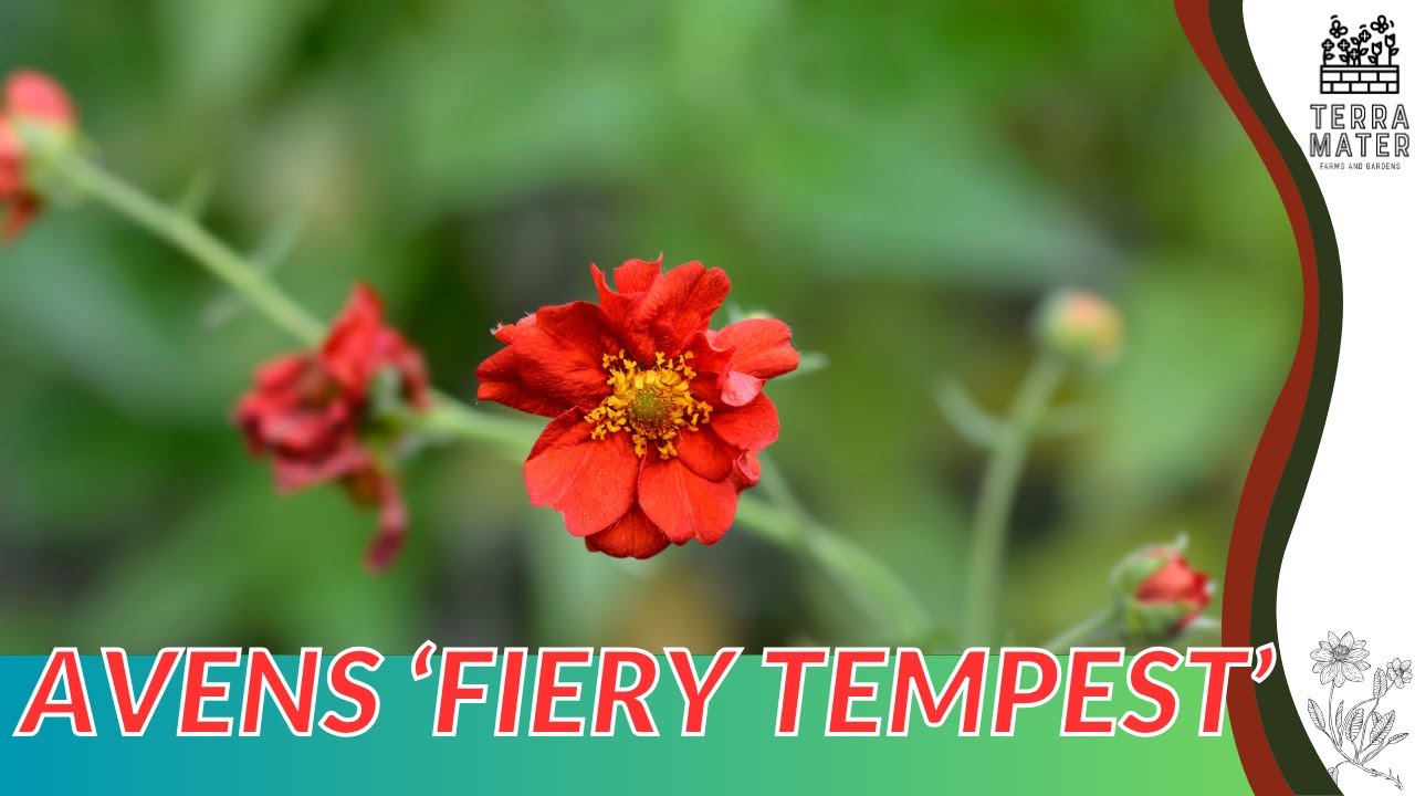 Growing FIERY TEMPEST AVENS: Quick Tips for (Geum 'Fiery Tempest')