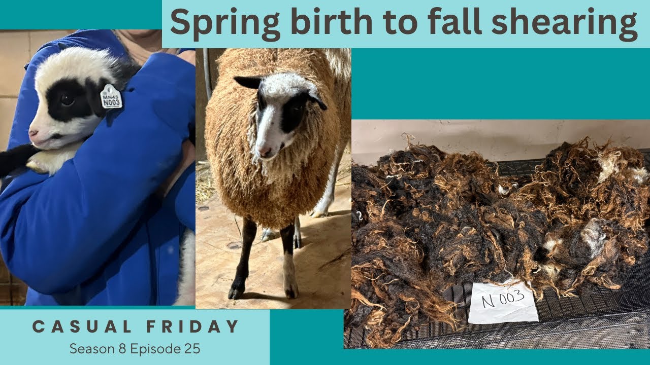 Shearing Day and Socks for an Old Friend // Casual Friday S8E25
