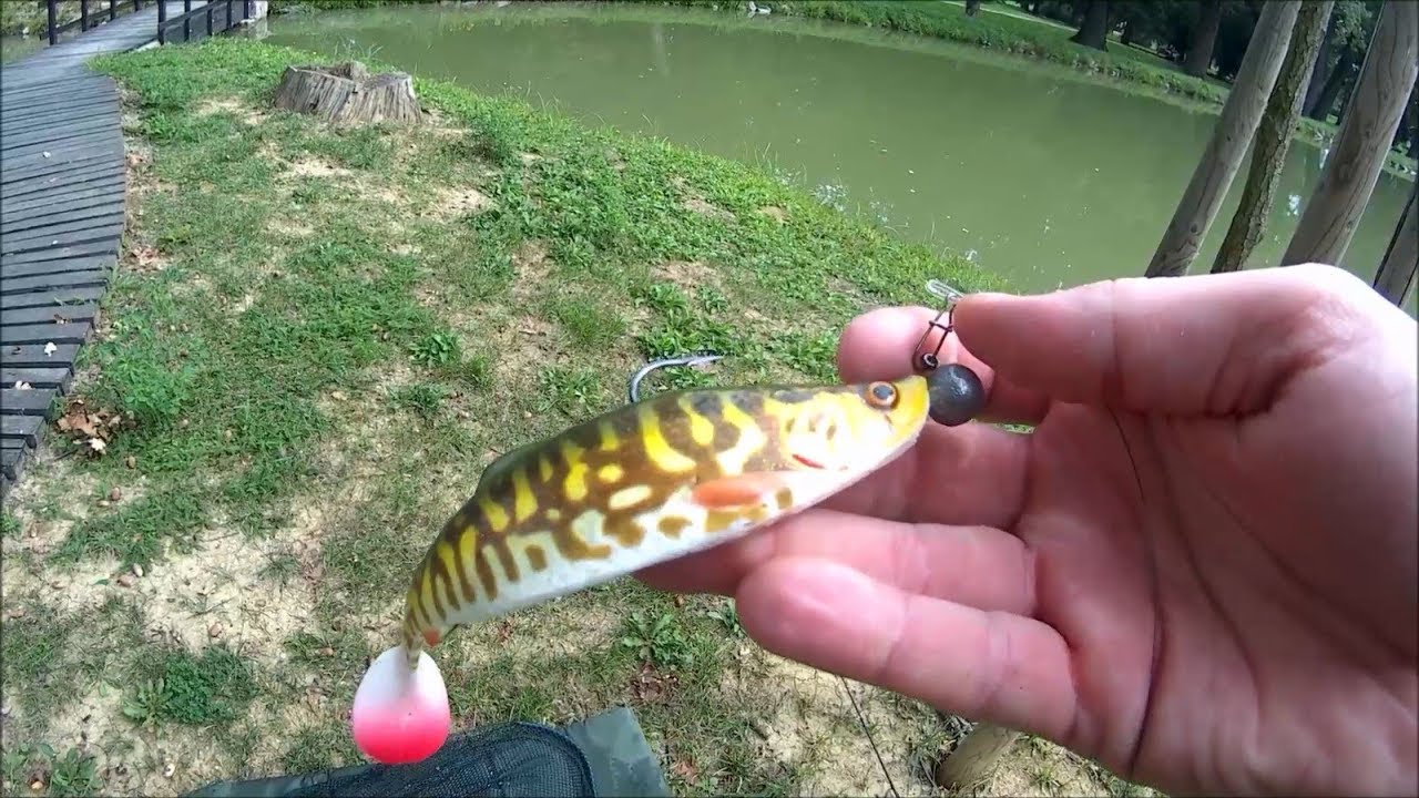 Pike on Savagear 4D Herring Shad 16cm and Cannibal 15cm