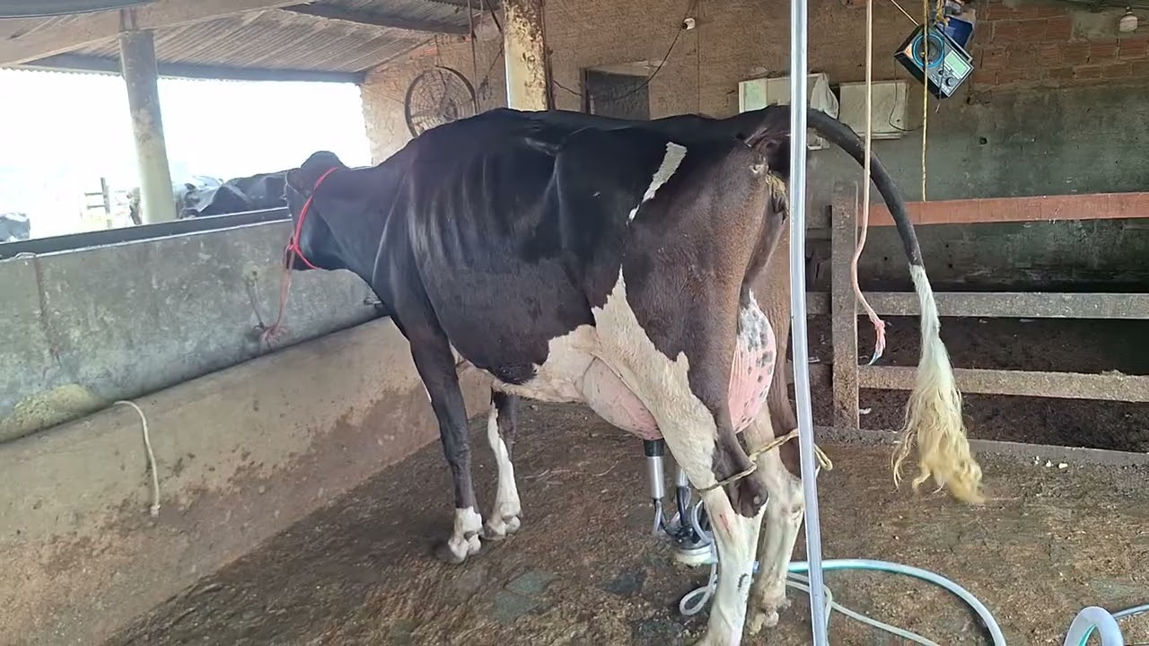 OFERTA DE UMA VACA 3/4 COM MAIS DE 25 KILOS.LOC.CARUARU-PE.PREÇO 9 MIL.WHATS.81999166314. 