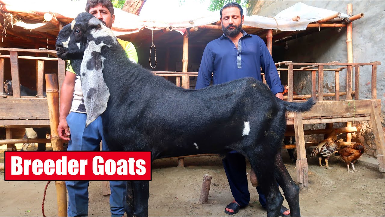 Best Breeder Goats Of Ustad Amir Dogar Lahore 2024 | Bakra Mandi