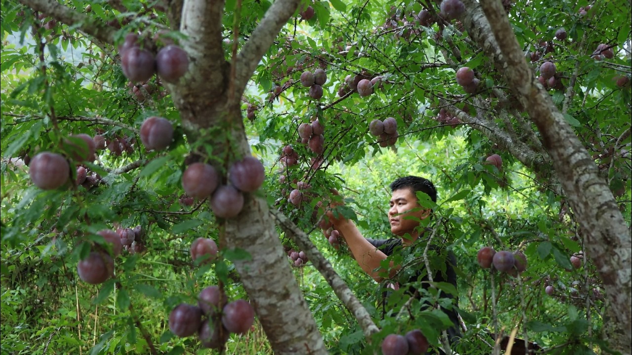 Gathering Wild Fruit and Making a Traditional Village Meal
