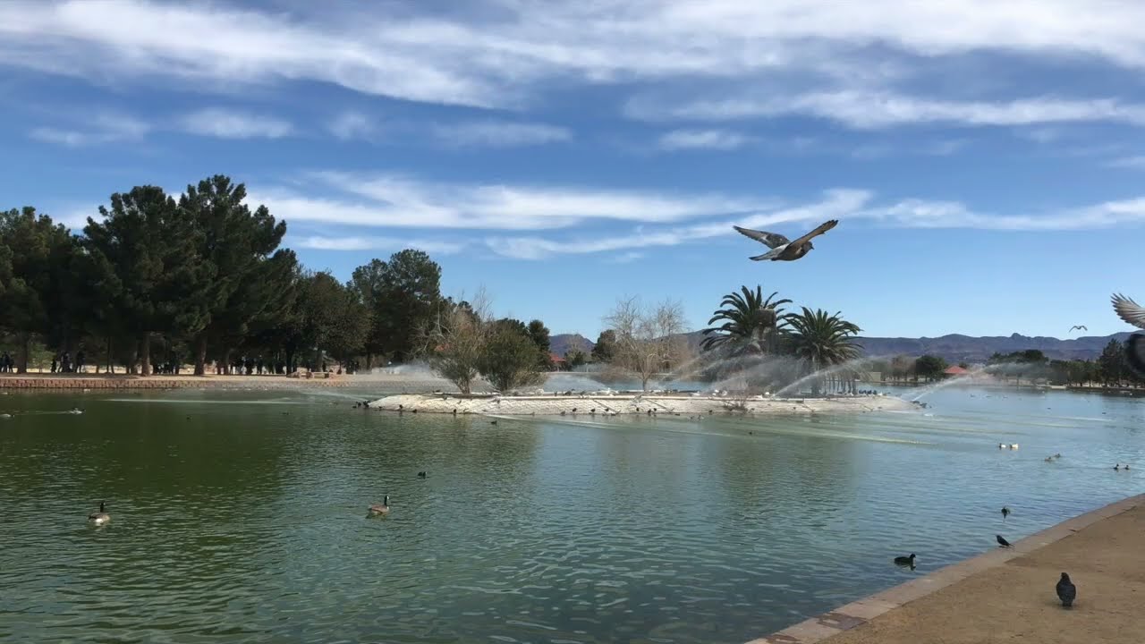 Peaceful Lake Morning with Birds & Fountains | Calm Nature Sounds ⛲️🐦🌴  #RelaxingNature#LakeView