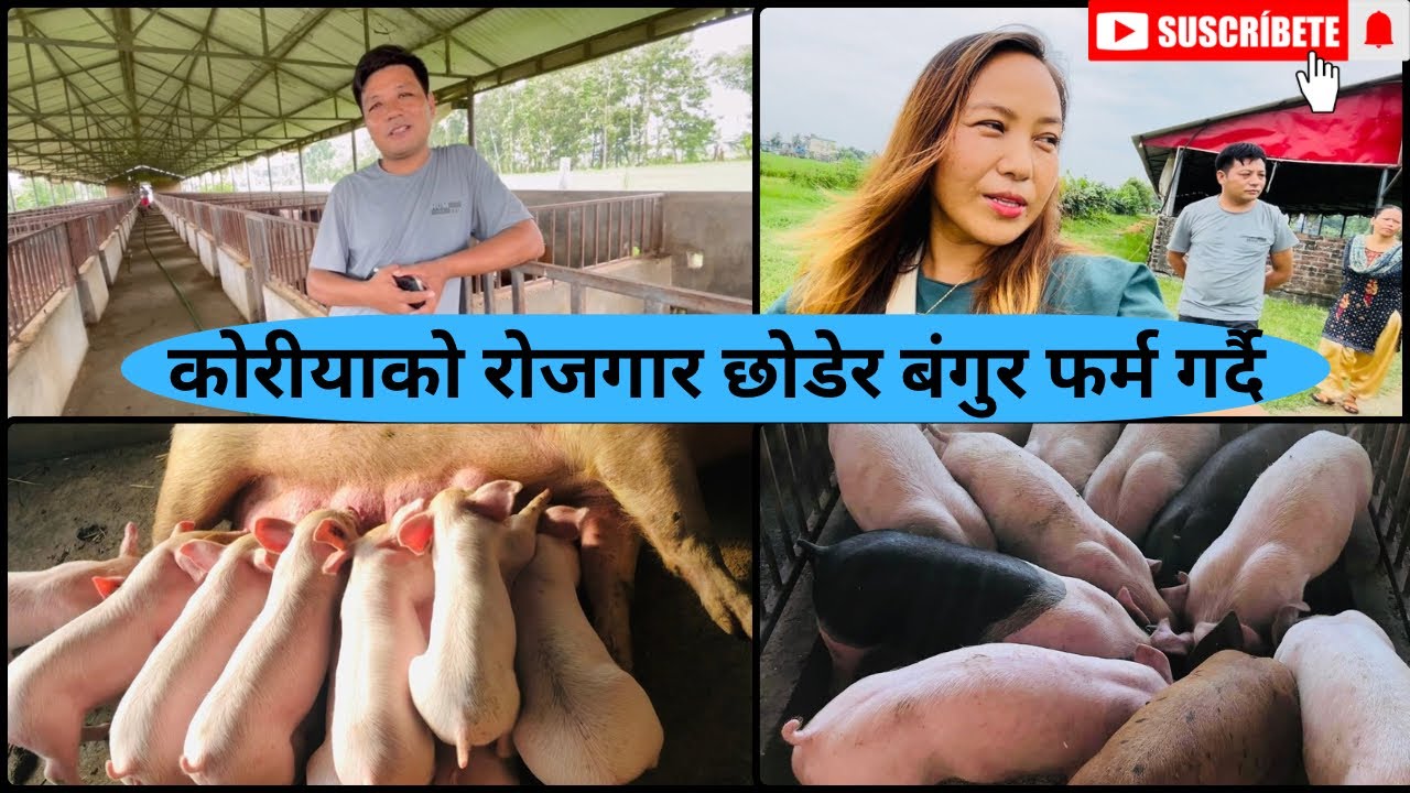 ठुलो बंगुर फर्म हेर्न जाम है🐖💵/pig farming in Nepal/ बेबसायीक बंगुर फर्म गरने तरीका/sabichamling