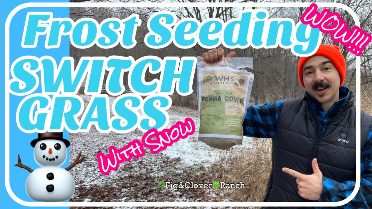 Frost Seeding Switch Grass with Snow ❄️ #Switchgrass #Frostseeding