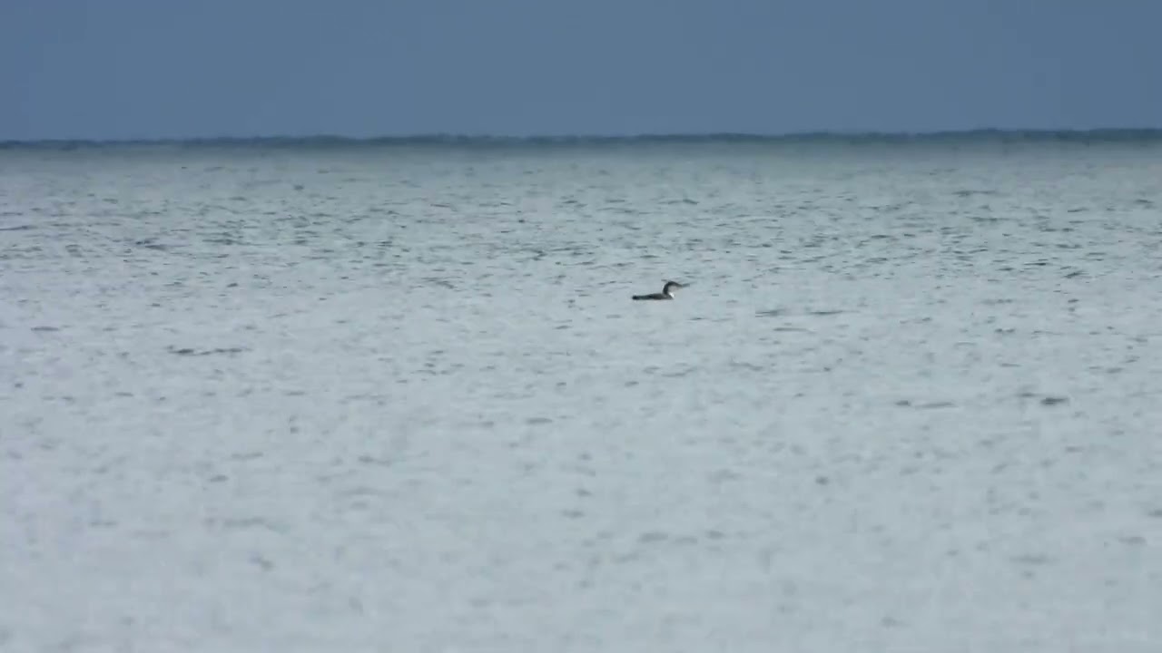Great Northern Diver, Corbie Knowe, Lunan Bay