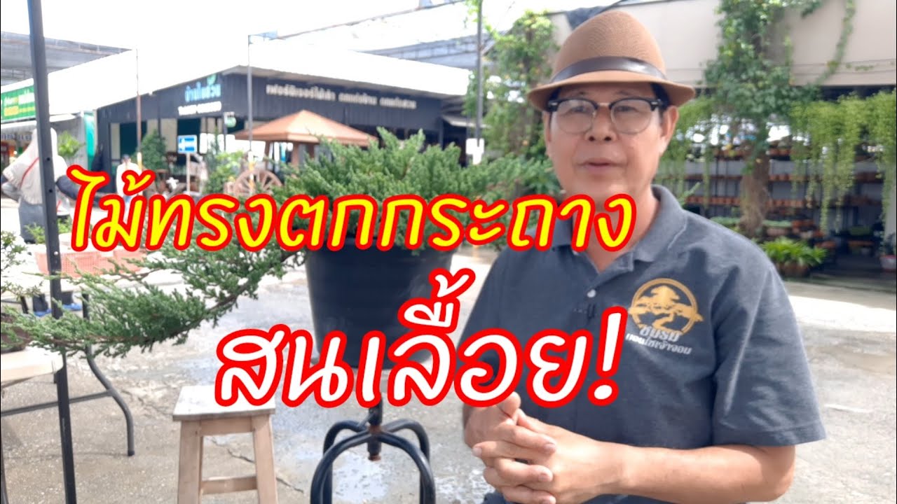 บอนไซ ; ทรงตกกระถาง การสร้างงานด้วยสนเลื้อยญี่ปุ่นและสนจูนิเปอร์ สวยงามทุกขนาด