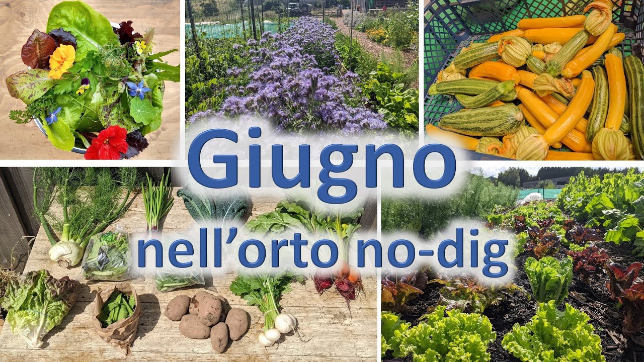 Tour di Giugno: un'esplosione di abbondanza