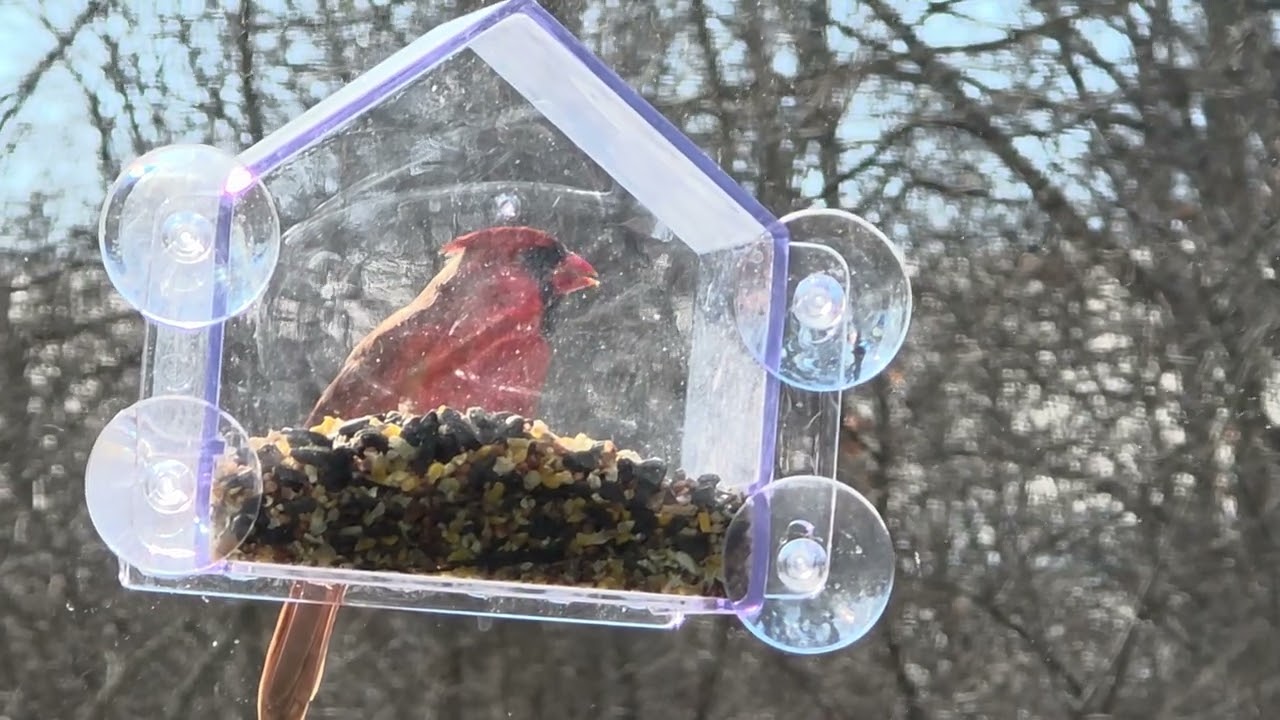 Greedy Cardinal 2/8/2026