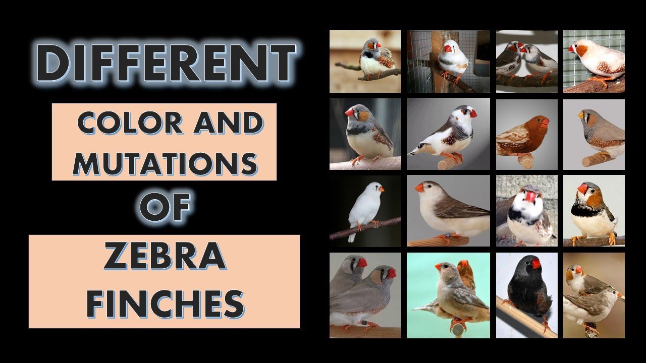 Different Color and Mutations of Zebra Finches (T. guttata) l Kinds of Zebra Finches l Zebra Finches