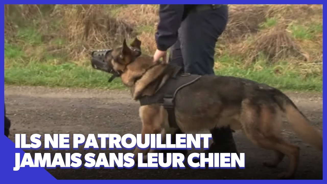 En immersion avec la brigade canine