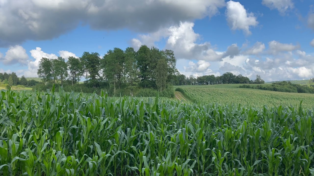 Cornfield Ambience with Birds Chirping & Light Wind – 10 Hours in 4K | Swedish Countryside