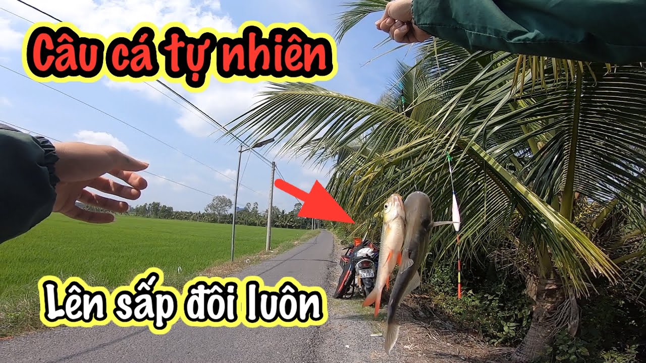 Đi tìm điểm câu mới một ngày giật cá mỏi tay với mồ khó chịu || Quang Tv
