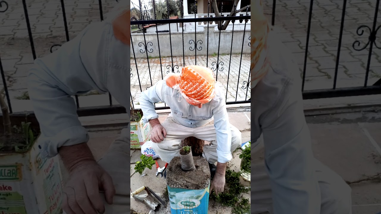 Çelikten ŞİMŞİR köklendirme