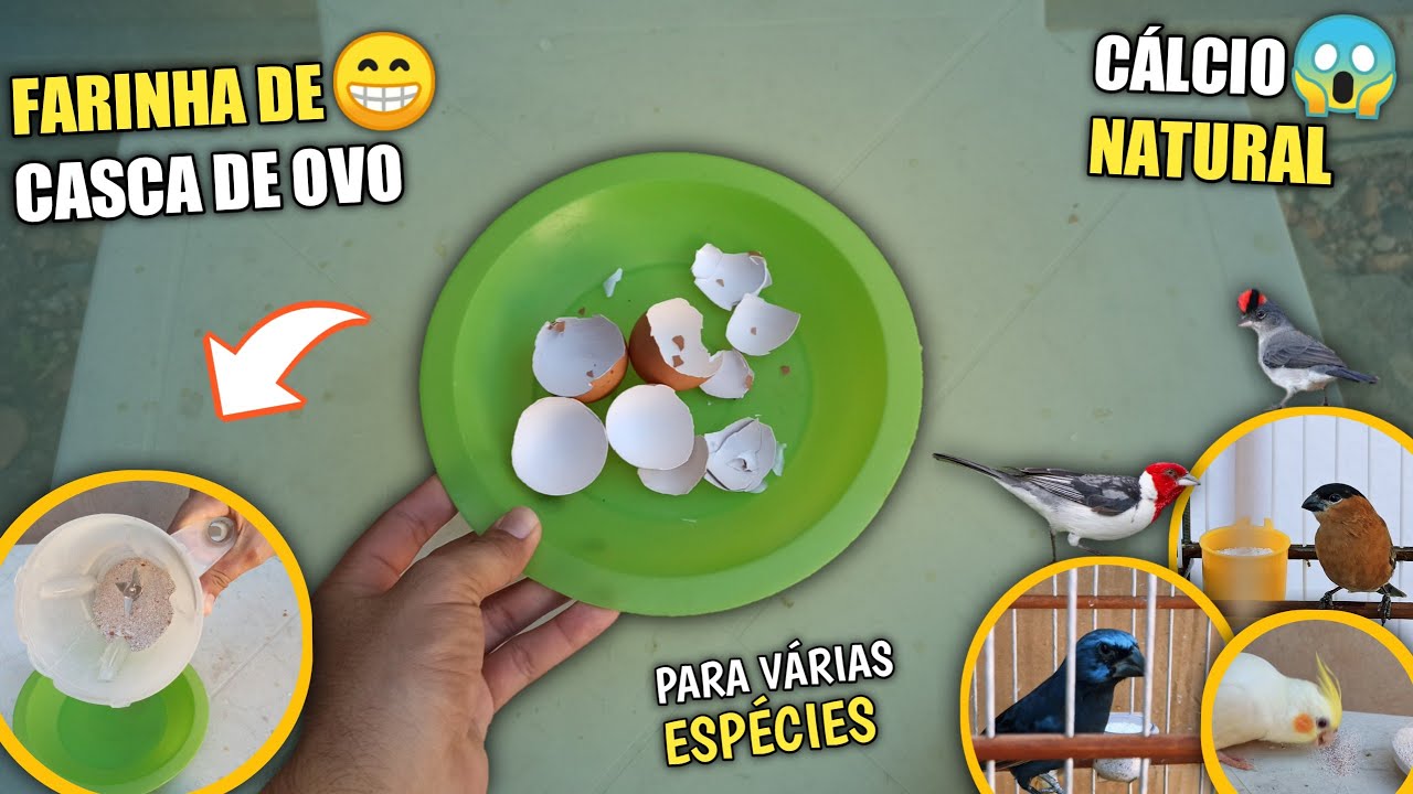Cascas de ovos 🐣 | Fonte de cálcio NATURAL PARA SEU PÁSSARO.